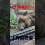 ヒグマのゼロ距離補食シーン