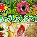 【危険生物】危険！食虫植物ずかん　ハエトリグサ、モウセンゴケ、ウツボカズラ、サラセニア