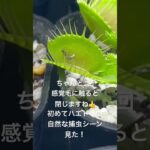 【食虫植物】ハエトリソウの捕虫シーン