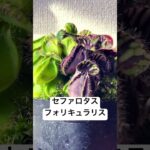 食虫植物セファロタスフォリキュラリス