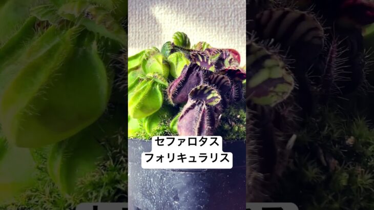 食虫植物セファロタスフォリキュラリス