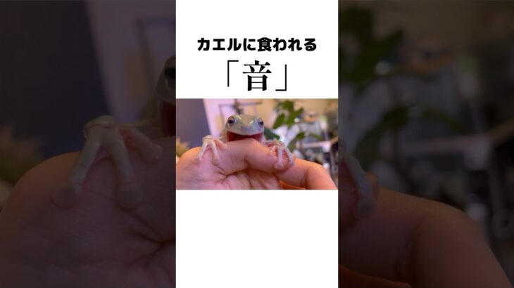 カエルに食われる時の音 #frog #ASMR #カエル