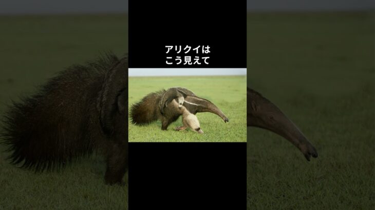 アリクイ(食蟻獣)に関するいろいろ面白い雑学　#雑学 #トリビア #生き物 #動物 #short #豆知識 #生き物 #アリクイ