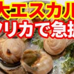 【アフリカ】巨大エスカルゴビジネスが急拡大！コートジボワールで