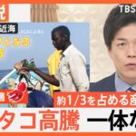 産地や食文化に異変？輸入タコが高騰　欧米でも需要増加で「日本は“買い負け”している」【Nスタ解説】｜TBS NEWS DIG