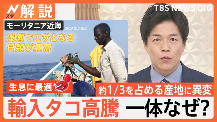 産地や食文化に異変？輸入タコが高騰　欧米でも需要増加で「日本は“買い負け”している」【Nスタ解説】｜TBS NEWS DIG