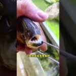 食人鱼真的会吃人吗？#涨知识 #知识分享 #有趣的知识