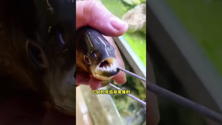 食人鱼真的会吃人吗？#涨知识 #知识分享 #有趣的知识