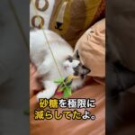 猫起業家ギャリー、家族みんなでダイエット開始か？！ #猫 #猫のいる暮らし #猫好きさんと繋がりたい #オーストラリア #PURRZ
