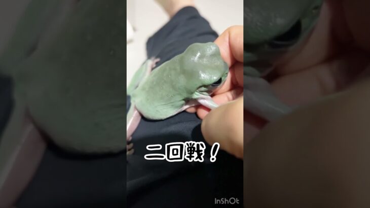 [イエアメガエル]  納得いかんけんもう一回食うわ！