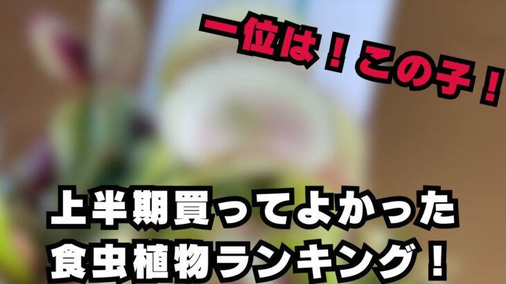 【ベスト５！】上半期に購入してよかった食虫植物をご紹介！　観葉植物