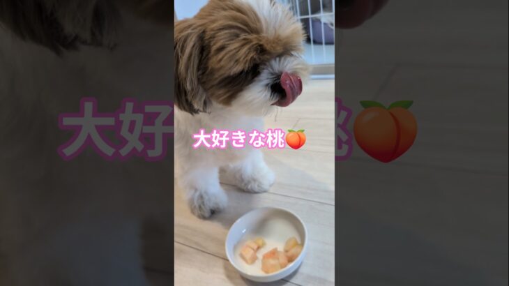 大好きな桃をペロリと完食 #シーズー #shihtzu #dog #犬 #桃 #peach