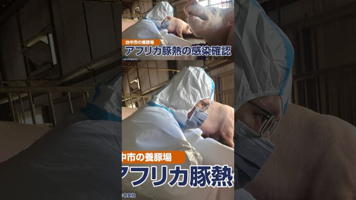アフリカ豚熱の感染確認【週刊台湾ビジネスニュース】
