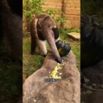 食蚁兽是如何吃食物的 #科普 #知识 #冷知识